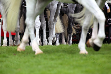 Ascot  Grossbritannien  Pferdebeine laufen ueber Gras
