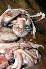 Galle  Sri Lanka  Tintenfische auf dem Fischmarkt
