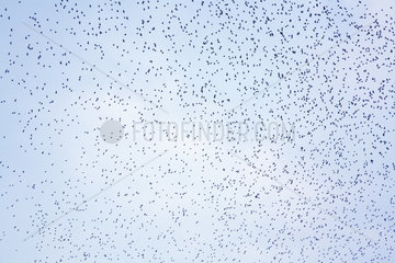 Berlin  Vogelschwarm am Himmel