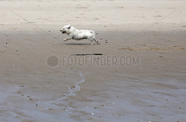 Sylt  Deutschland  West Highland White Terrier rennt am Strand entlang