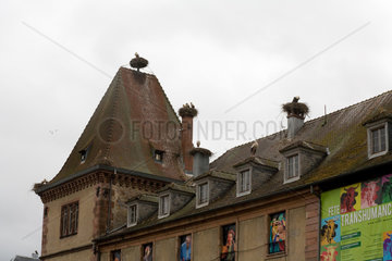 Munster  Frankreich  bruetende Stoerche auf einem Dach