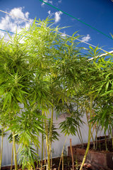 Sevilla  Spanien  der illegale Anbau von Cannabis auf einem Balkon