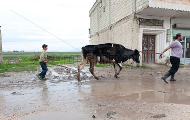 Apamea  Syrien  Einheimische treiben eine Kuh
