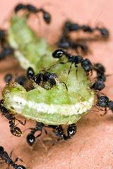 Sevilla  Spanien  Ameisen zerlegen eine Raupe