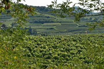 Vogtsburg im Kaiserstuhl  Deutschland  Weinanbaugebiet Kaiserstuhl