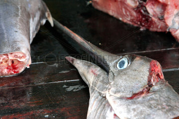 Galle  Sri Lanka  Schwertfische auf dem Fischmarkt
