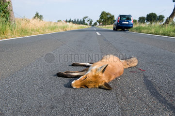 Tribsees  Deutschland  toter Fuchs auf einer Landstrasse
