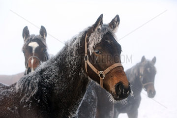 Graditz  Deutschland  Pferd im Winter mit vereistem Fell