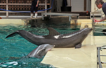 Muenster  Deutschland  Tiertrainer und Delfine