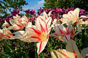Berlin  Deutschland  bluehende Tulpen auf der -Tulipan- im Britzer Garten