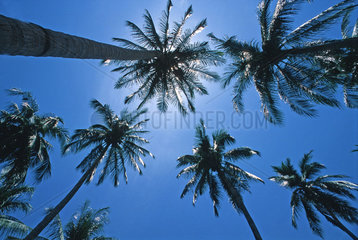 Palmen Himmel  Thailand