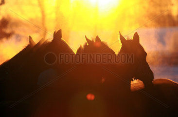 Goerlsdorf  Deutschland  Silhouette  Pferde bei Sonnenaufgang im Portrait