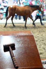 Iffezheim  Deutschland  Symbolfoto  ein Pferd wird auf einer Auktion versteigert