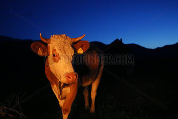 Obertraun  Oesterreich  Kuh auf einer Alm bei Nacht im Schein eines Lagerfeuers