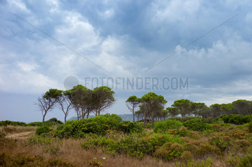 Blick ueber einen Pinienwald auf Sardinien