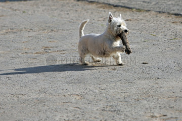Koenigs Wusterhausen  Deutschland  West Highland White Terrier spielt mit einem Ast