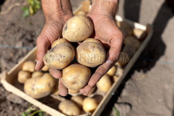 Ruehstaedt  Deutschland  ein Mann haelt Kartoffeln in den Haenden