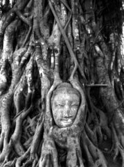 Buddha Wurzeln  Thailand Ayutthaya