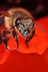 Briescht  Deutschland  Honigbiene sitzt auf einer Mohnbluete