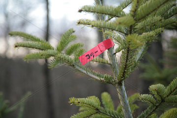Waldhuetten  Deutschland  Preisschild an einem Weihnachtsbaum