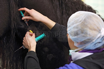 Berlin  Deutschland  Pferd wird vor einer Operation narkotisiert