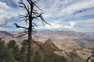 Flagstaff  USA  abgestorbener Baum und der Grand Canyon