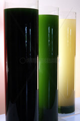Friedland  Deutschland  Glasbehaeltnisse mit  von links  Mikroalgen  Mikroalgen mit feinem Tonmehl  Mikroalgen mit superfeinem Tonmehl