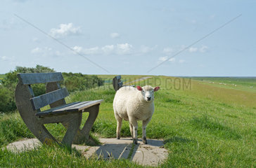 Ein Schaf auf einem Deich an der Nordsee