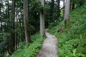 Wanderweg in einem Wald
