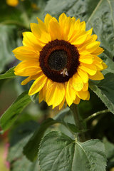 Haby  Sonnenblume mit Biene