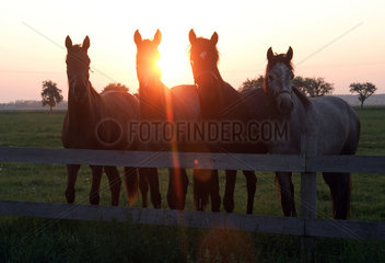 Graditz  Deutschland  Pferde bei Sonnenaufgang auf der Weide