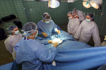 Berlin  Deutschland  Studenten beobachten Tieraerzte bei einer Operation