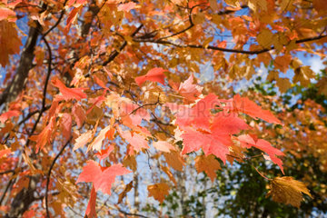 Wilton  USA  Details eines Ahornbaumes im Herbst