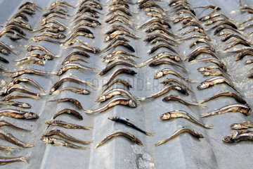 Batticaloa  Sri Lanka  Getrocknete Fische auf einem Wellblechdach