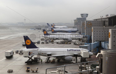 Frankfurt am Main  Deutschland  Lufthansamaschinen auf dem Flughafen Frankfurt