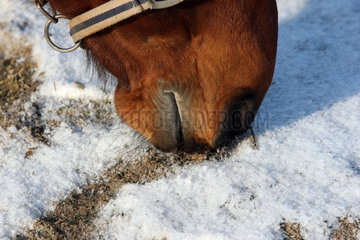 Koenigs Wusterhausen  Deutschland  Detailaufnahme  Pferd sucht im Schnee nach Nahrung