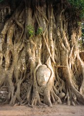 Buddhakopf in Baum Wurzeln