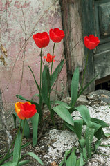 Berlin  Deutschland  am Strassenrand wachsende rote Tulpe