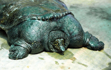 Thailand turtle