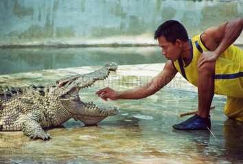 Thailand Krokodilshow  gefaehrlich