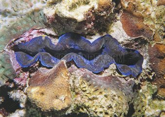 Thailande shell diving blue