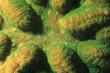 Thailand gruene Koralle