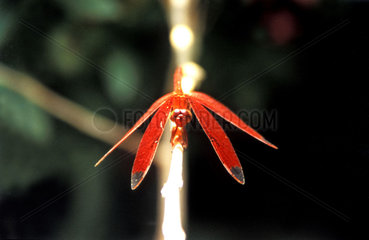 Thailande red dragonfly