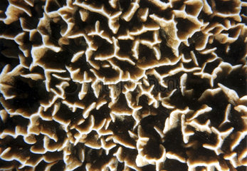 coral structure