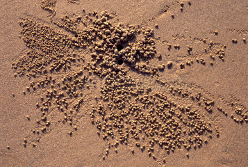 Strandstruktur von kleinen Krabben gemacht