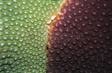 Thailande green brown coral structure