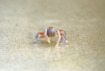 Thailande crayfish