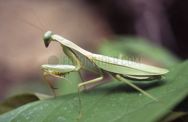 green leaf mantis no.1