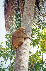 monkey climbing a plam