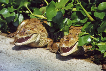 Thailand lachende Krokodile